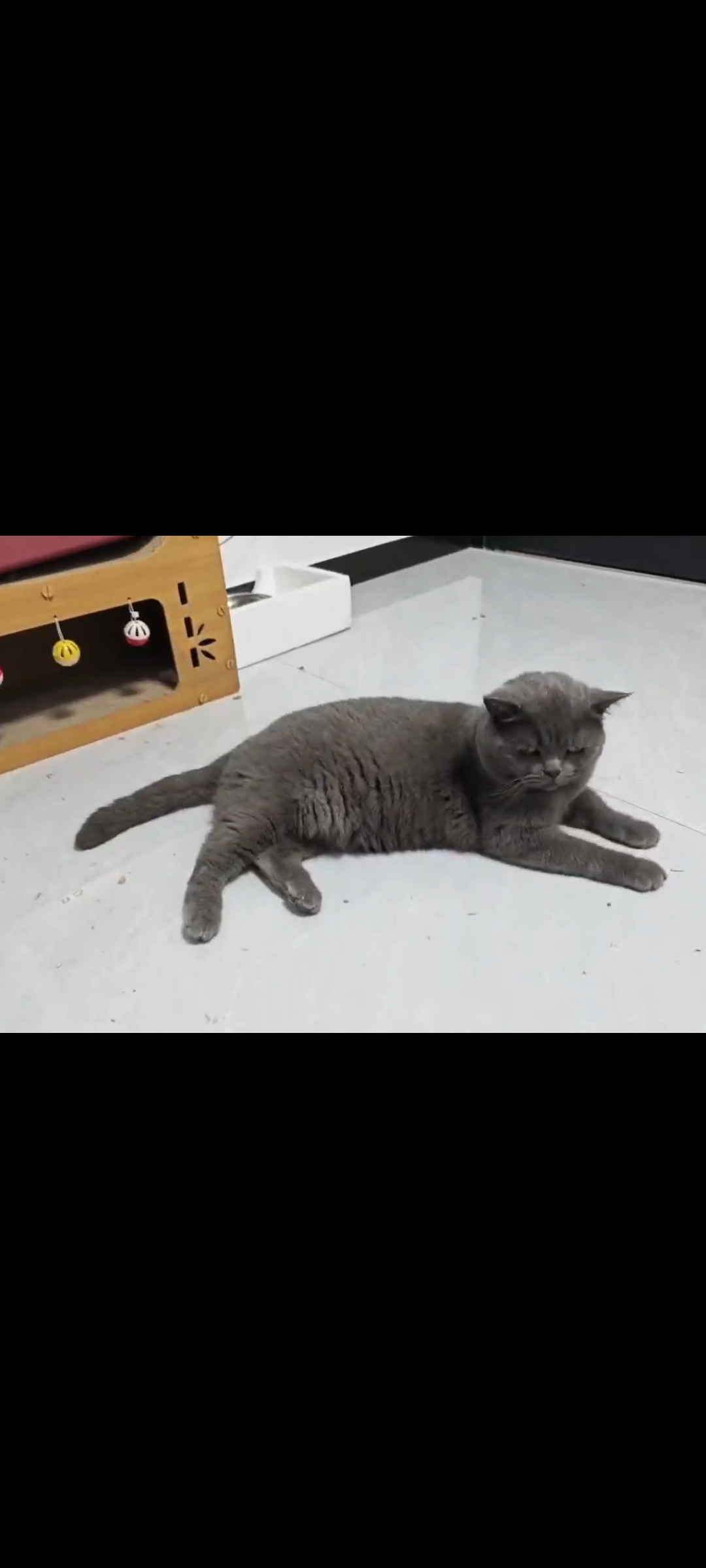 【急出！蓝猫找新家】可爱的蓝猫，因为搬家无法照顾，给它找个有爱心的新主人
